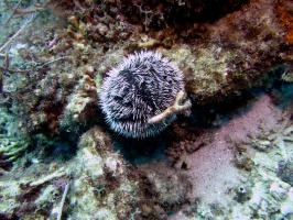 West India Sea Egg IMG 7270